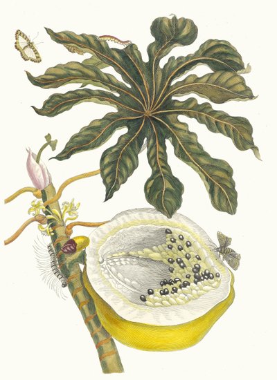 Carica papaya. Du livre Metamorphosis insectorum Surinamensium, 1705 - Maria Sibylla Merian