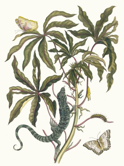 Cassave. Du livre Metamorphosis insectorum Surinamensium, 1705 - Maria Sibylla Merian
