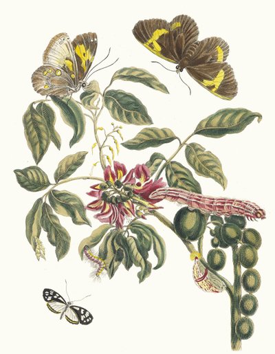 Coronilla Americana Arborescens. Du livre Metamorphosis insectorum Surinamensium, 1705 - Maria Sibylla Merian