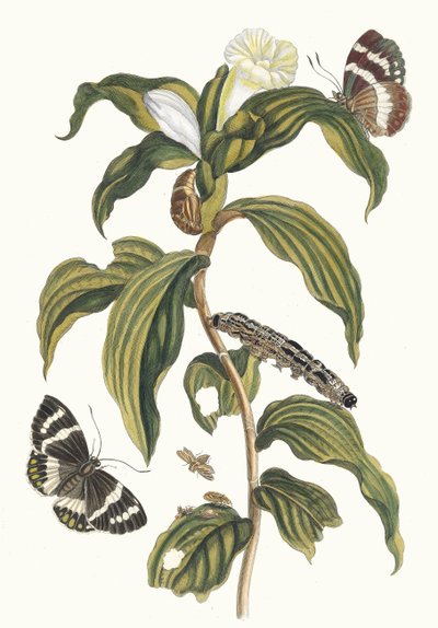 Costus arabicus. Du livre Metamorphosis insectorum Surinamensium - Maria Sibylla Merian