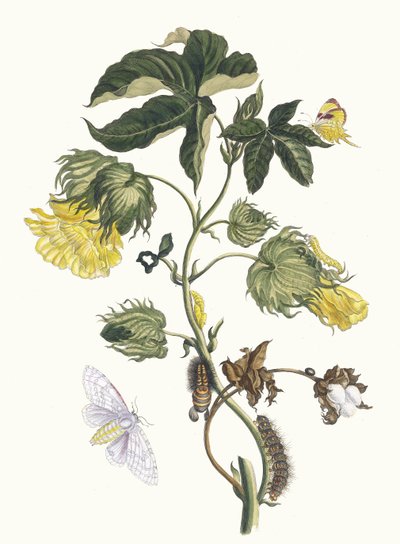 Cotonier. Du livre Metamorphosis insectorum Surinamensium - Maria Sibylla Merian