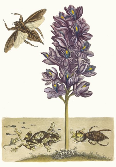 Eichhornia crassipes. Du livre Metamorphosis insectorum Surinamensium, 1705 - Maria Sibylla Merian