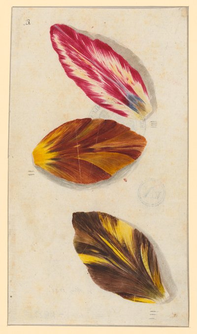Pétales de tulipe individuels - Maria Sibylla Merian