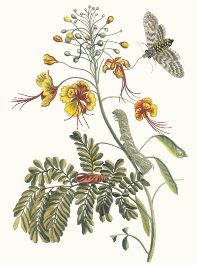Flos Pavonis. Du livre Metamorphosis insectorum Surinamensium, 1705 - Maria Sibylla Merian