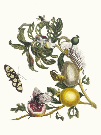 Guajaves. Du livre Metamorphosis insectorum Surinamensium, 1705 - Maria Sibylla Merian
