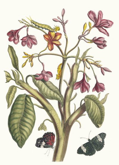 Jasmin des Indes. Du livre Metamorphosis insectorum Surinamensium - Maria Sibylla Merian