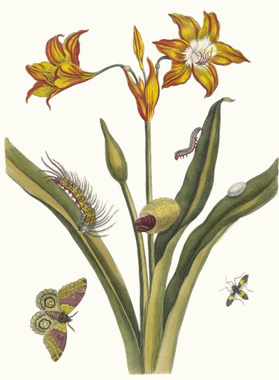 Lis Rouge. Du livre Metamorphosis insectorum Surinamensium - Maria Sibylla Merian