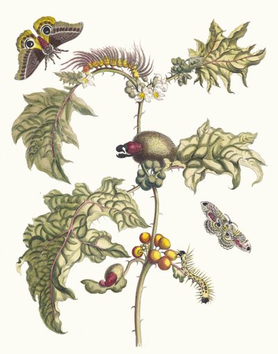 Maccai. Du livre Metamorphosis insectorum Surinamensium, 1705 - Maria Sibylla Merian