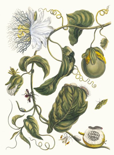 Marquiaas. Du livre Metamorphosis insectorum Surinamensium, 1705 - Maria Sibylla Merian