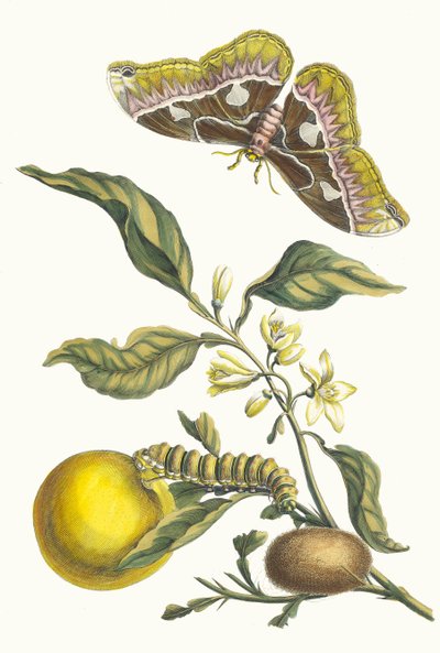 Oranger. Du livre Metamorphosis insectorum Surinamensium - Maria Sibylla Merian