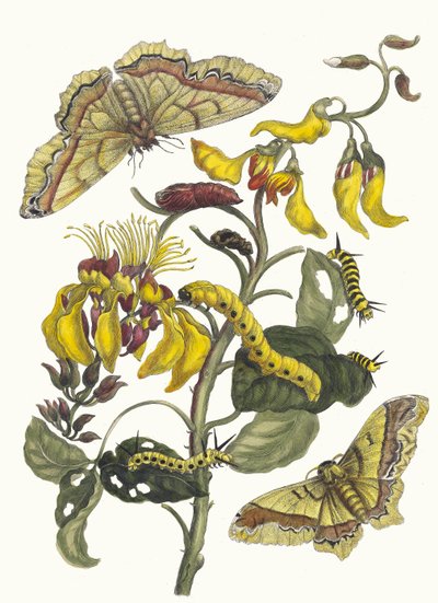 Pallisaden-boom. Du livre Metamorphosis insectorum Surinamensium, 1705 - Maria Sibylla Merian