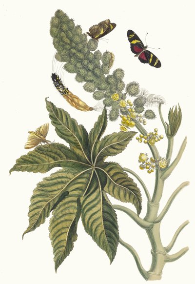 Palma Christi. Du livre Metamorphosis insectorum Surinamensium, 1705 - Maria Sibylla Merian