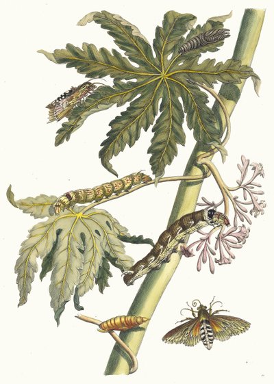 Papaye. Du livre Metamorphosis insectorum Surinamensium - Maria Sibylla Merian