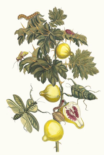 Pomme de Sodome. Du livre Metamorphosis insectorum Surinamensium - Maria Sibylla Merian