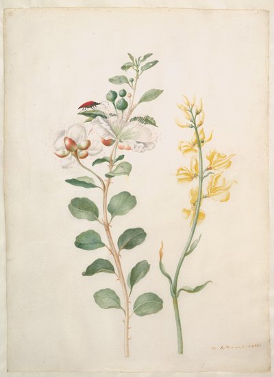  - Maria Sibylla Merian