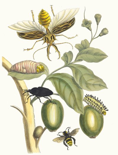 Tabrouba. Du livre Metamorphosis insectorum Surinamensium, 1705 - Maria Sibylla Merian