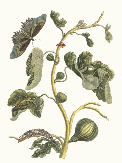 Goyave blanche. Du livre Metamorphosis insectorum Surinamensium, 1705 - Maria Sibylla Merian