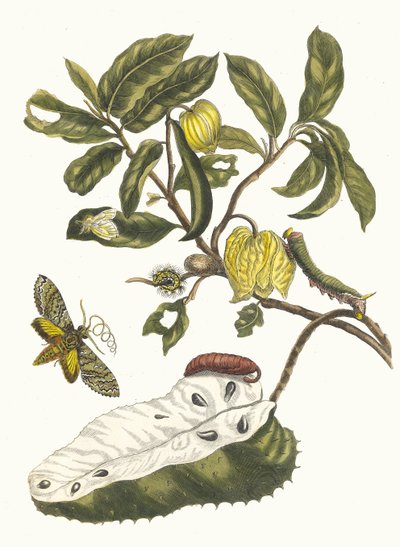 Zuursak, du livre Metamorphosis insectorum Surinamensium - Maria Sibylla Merian