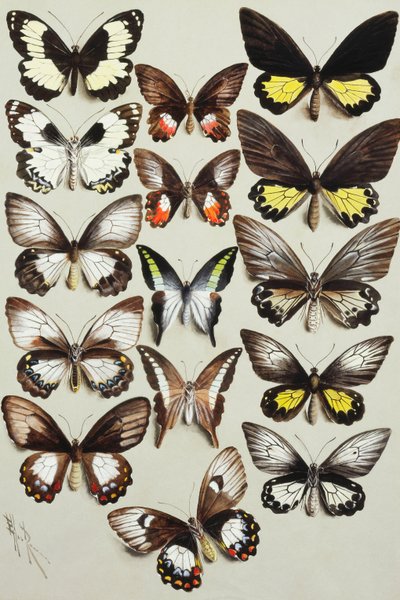 Quinze papillons machaons (Famille Papilionidae) en trois colonnes - Marian Ellis Rowan