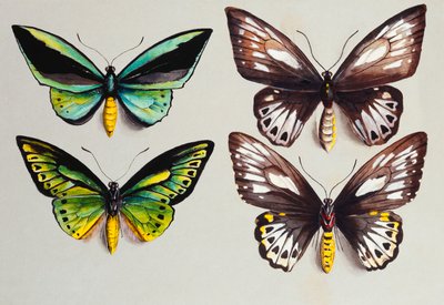Quatre papillons Birdwing - Marian Ellis Rowan