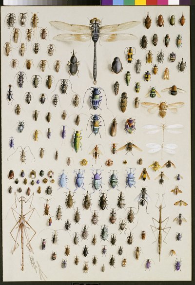 Cent cinquante insectes, dominés en haut par une grande libellule - Marian Ellis Rowan