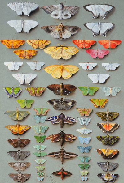 Soixante-trois papillons de nuit, disposés en trois ou cinq colonnes irrégulières - Marian Ellis Rowan