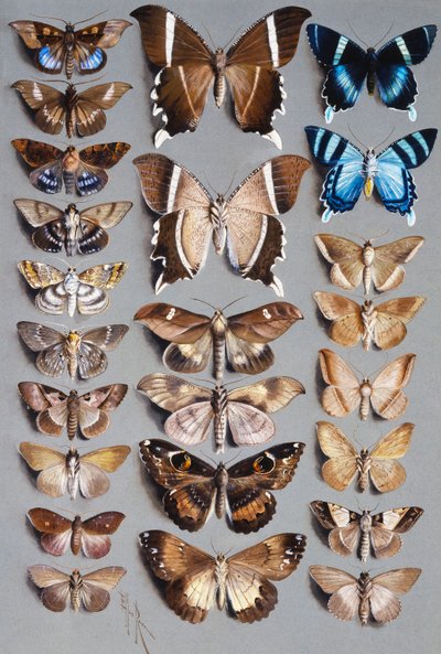 Vingt-quatre papillons de nuit, en trois colonnes, appartenant principalement à la famille Noctuidae - Marian Ellis Rowan