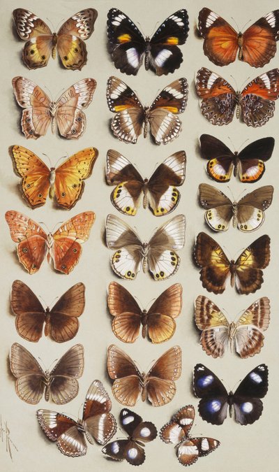 Vingt-deux papillons en trois colonnes, tous appartenant à la famille Nymphalidae - Marian Ellis Rowan