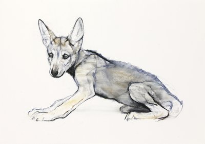 Louveteau arabe adolescent, 2009 - Mark Adlington