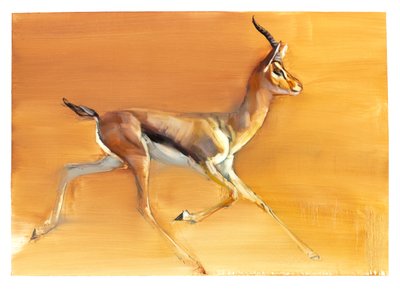 Gazelle arabe, 2010 - Mark Adlington