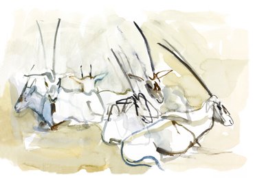 Oryx d