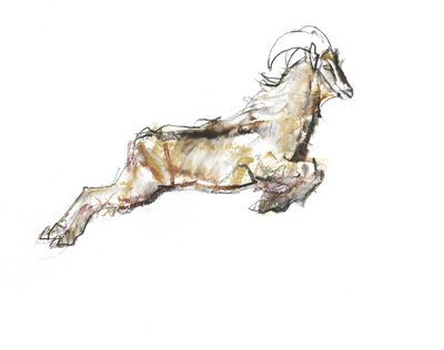 Tahr arabe, 2009 - Mark Adlington