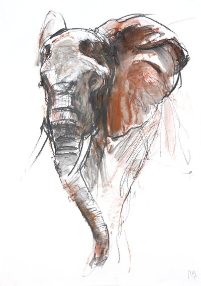 Belle éléphante, Loisaba, 2018 - Mark Adlington