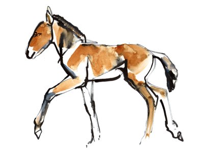 Poulain (Przewalski) - Mark Adlington