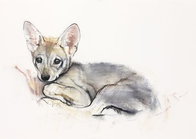 Louveteau arabe recroquevillé, 2009 - Mark Adlington