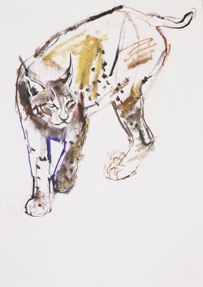 Lynx européen - Mark Adlington