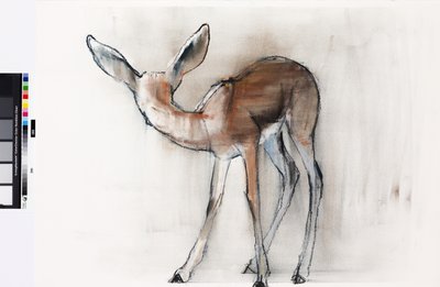 Gazelle fauve (Gazelle d