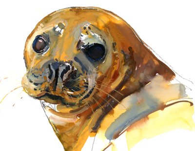 Chiot Gingembre, Westcove - Mark Adlington