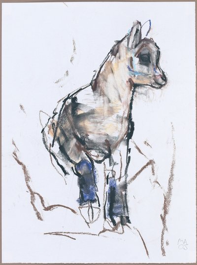 Jeune bouquetin - Mark Adlington