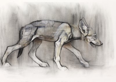 Jeune loup (Loup arabe), 2009 - Mark Adlington