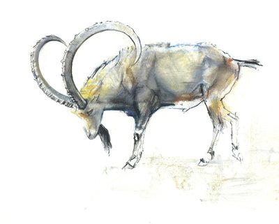 Ibex nubien - Mark Adlington