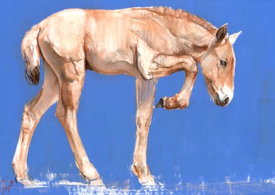 Poulain de Przewalski, 2012 - Mark Adlington
