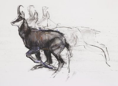 Chamois courant - Mark Adlington