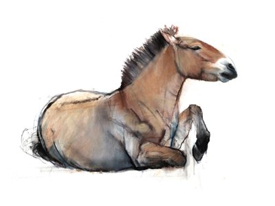 Przewalski assis, 2011 - Mark Adlington