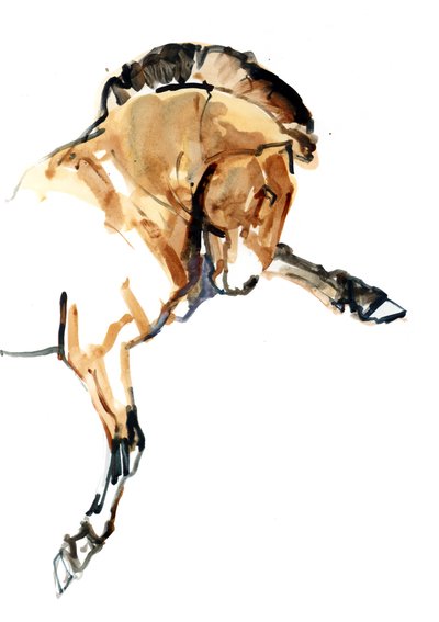 Étalon (Przewalski) - Mark Adlington
