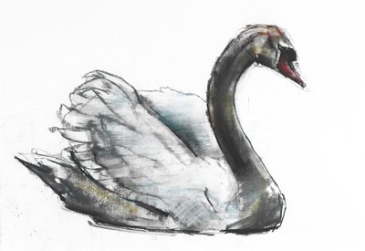 Cygne - Mark Adlington