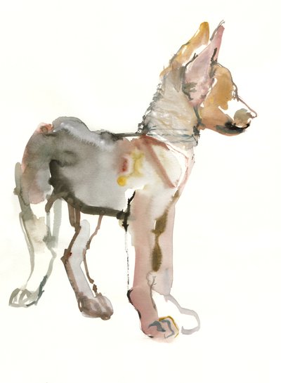 Waggle (louveteau arabe), 2011 - Mark Adlington