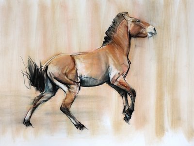 Jeune Étalon (Przewalski), 2014 - Mark Adlington