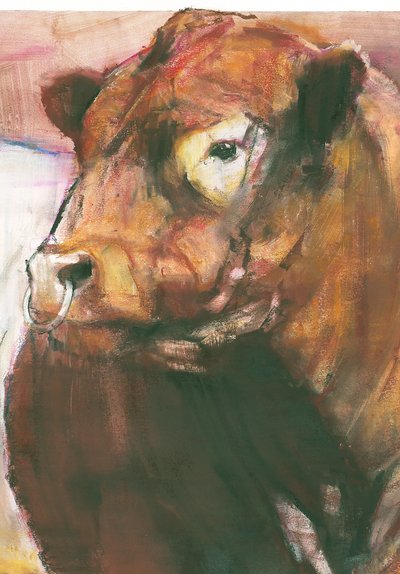 Zeus, taureau Galloway à ceinture rouge (détail) - Mark Adlington