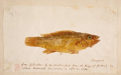 Un poisson - Mark Catesby